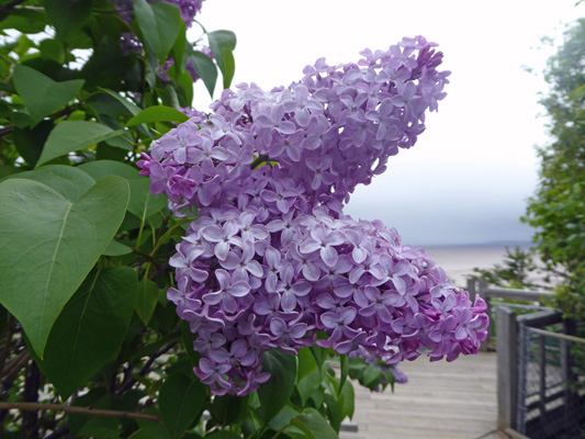 Lilacs Hopewell Rocks NB