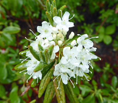 Labrador-tea (Rhododendron groenlandicum)