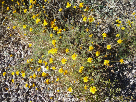 Small yellow flowers