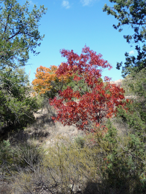 Fall color Chisos Basin Big Bend NP