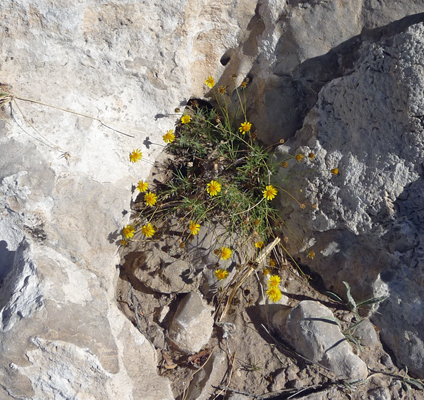 yellow flowers growing in rock niche