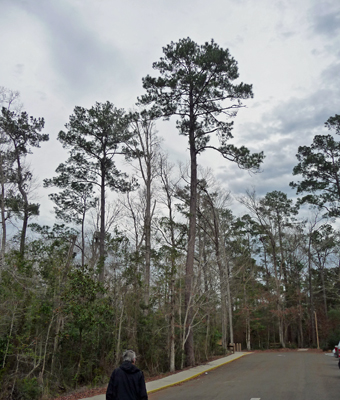 Loblolly Pines Kirby Nature Trail