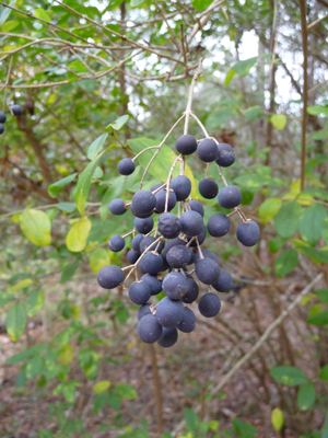 Black Cherries (Prunus serotina).  