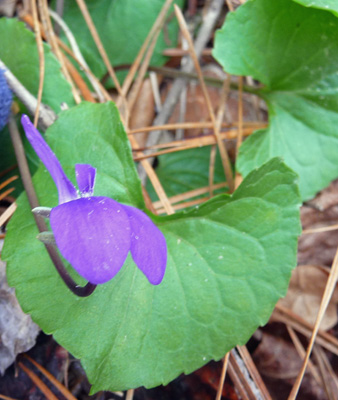 Common violet