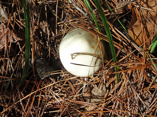 Mushroom in duff