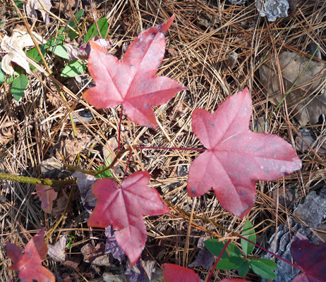 Liquidambar tree leaves