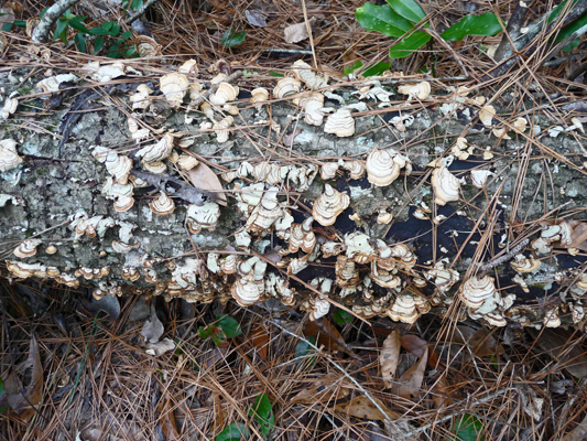 Tree fungus Big Thicket