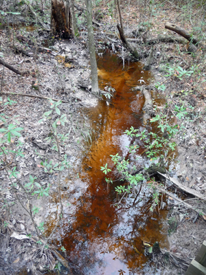 Coffee colored water Big Thicket