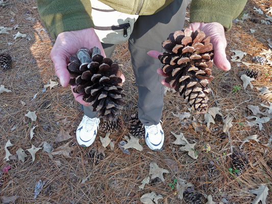 Long Leaf Pine cones