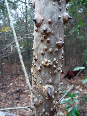 Toothache tree trunk