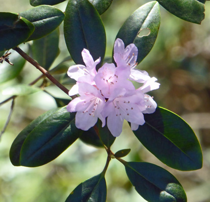 Rhododendron carolinianum