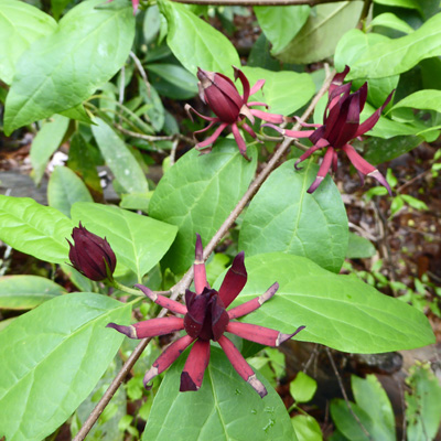 Sweetshrub (Calycanthus floridus)