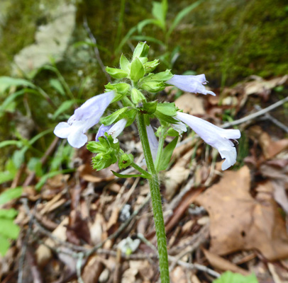 Unknown blue flower
