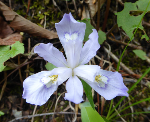 Dwarf Crested Irises (Iris cristata)