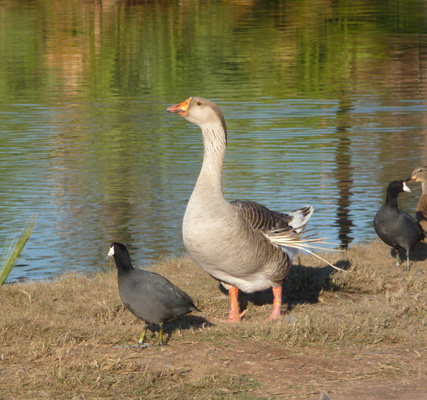 Noisy goose guarding pond at Rio Bend RV Park