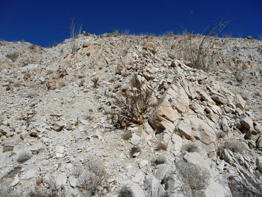 Torote or Elephant Tree (Bursera microphylla)