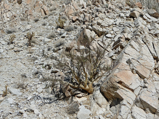 Torote tree Torote Canyon Anza Borrego 