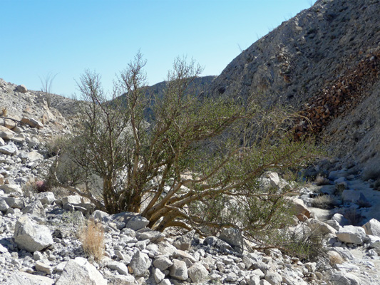 Torote or Elephant Tree (Bursera microphylla)