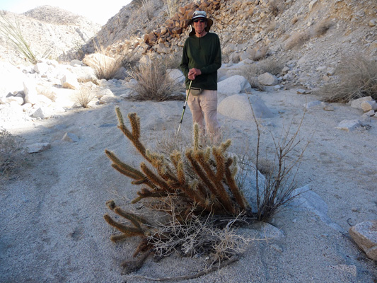 Walter Cooke and cholla in Torote Canyon