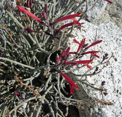 chuparosa (Justica californica)