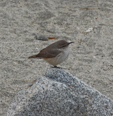 Rock Wren Agua Caliente County Park CA