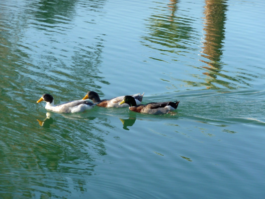 Mallards at Rio Bend RV Resort El Centro CA