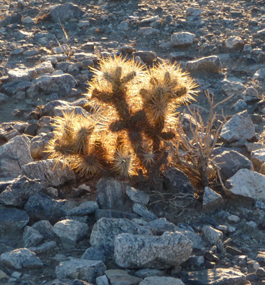 Teddy Bear Cholla in the sun Anza Borrego