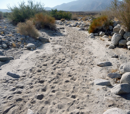 False trail on Elephant Tree Discovery Trail Anza Borrego