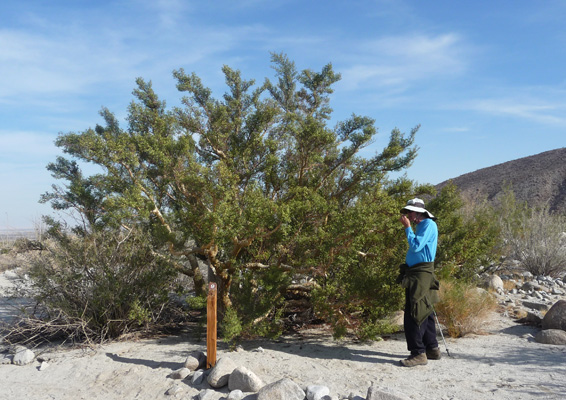 Mature Elephant Tree Walter Cooke Anza Borrego