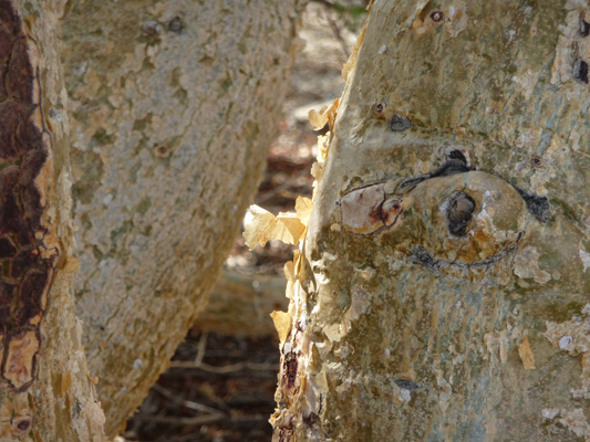 Bark on Elephant Tree Anza Borrego