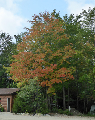 fall color Ontario Canada