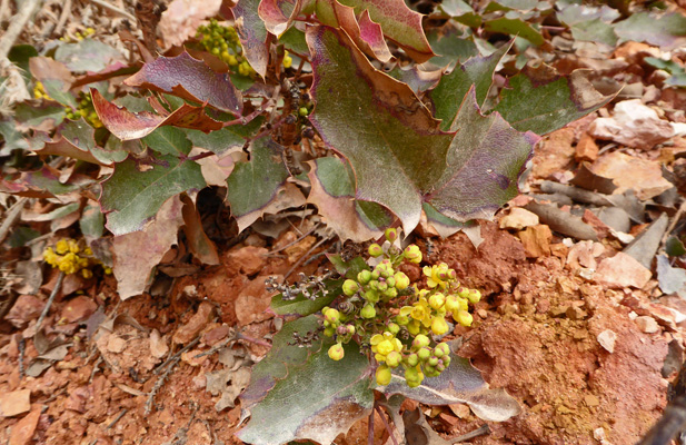 Rocky Mountain Grape (Mahonia repens)