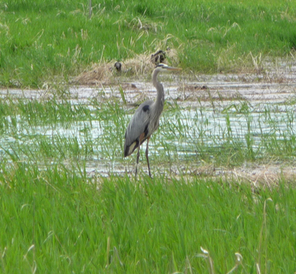 Great Blue Heron Buttercup Campground Lake Cascade SP