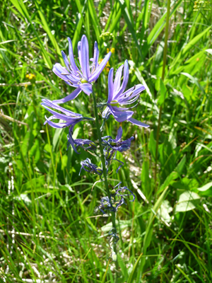 Common Camas Buttercup Campground Lake Cascade SP