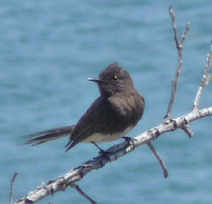 Black Phoebe at Pt Loma CA