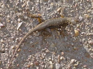 Lizard on wall at Pt. Loma CA