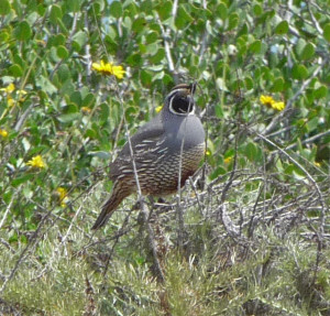 California Quail at Pt. Loma CA