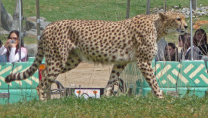 Cheetah at Wild Animal Park Escondido CA