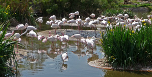 Chilean Flamingos at Wild Animal Park Escondido CA
