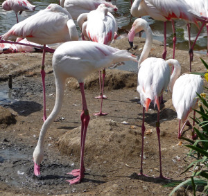 Chilean Flamingos playing in mud at Wild Animal Park Escondido CA