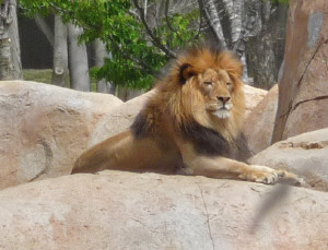 Lion at Wild Animal Park Escondido CA