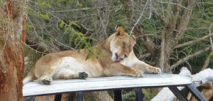 Lioness at Wild Animal Park Escondido CA