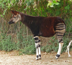 Okapi at Wild Animal Park Escondido CA