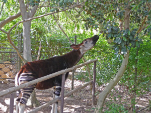 Okapi reaching for tree leaves at Wild Animal Park Escondido CA