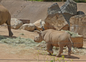 Rhino baby at Wild Animal Park Escondido CA