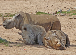 Rhinos at Wild Animal Park Escondido CA