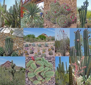 Cactus at Phoenix Botanical Garden