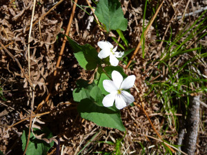 White violets Sedona AZ