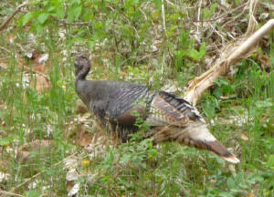Wild Turkey Zion National Park