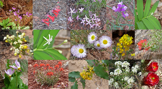 Wildflowers of Zion National Park